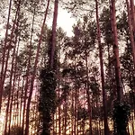 Masuria Warsaw - Dom Na Wylacznosc - W Lesie I Przy Rzece - 15 Min Od Warszawy * Skrzeszew