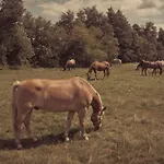 Masuria Warsaw - Dom Na Wylacznosc - W Lesie I Przy Rzece - 15 Min Od Warszawy Skrzeszew