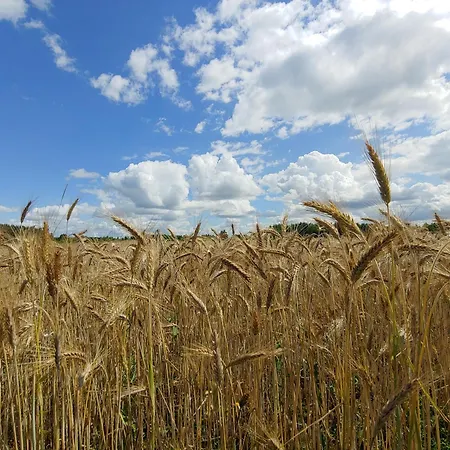Masuria Warsaw - Dom Na Wylacznosc - W Lesie I Przy Rzece - 15 Min Od Warszawy Ferienhaus