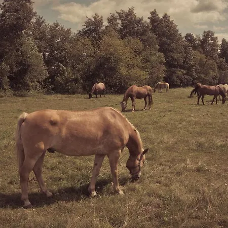 Masuria Warsaw Skrzeszew